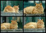 (38) dock kitty montage.jpg    (1000x720)    295 KB                              click to see enlarged picture